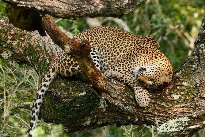 Minneriya National Park Wildlife & Elephant Safari from Sigiriya - Wildlife to watch for beyond the elephant herd
