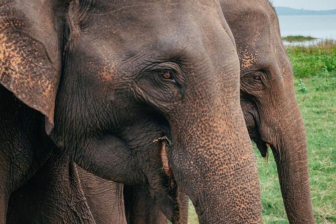 Minneriya National Park Wildlife & Elephant Safari from Sigiriya - The safari rhythm: how a 3–5 hour jeep drive plays out