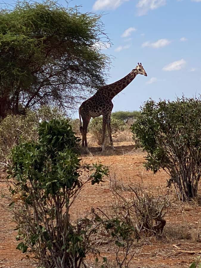 Mombasa: Tsavo East Ngutuni Sanctuary Overnight Safari - Tsavo East Ngutuni from Mombasa: why this is a smart coastal safari