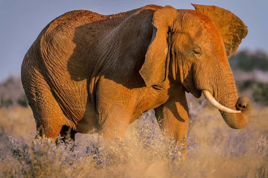 Mombasa: Tsavo East Ngutuni Sanctuary Overnight Safari - Pickup timing from Mombasa and nearby beaches