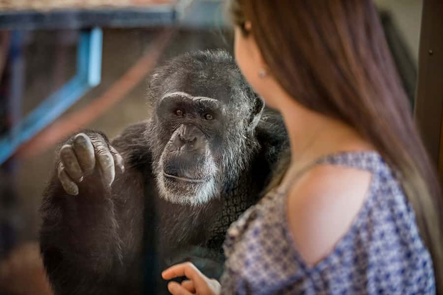 Monarto Safari Park: General Admission Tickets - Key Things That Make Monarto Safari Park Feel Like a Real Safari