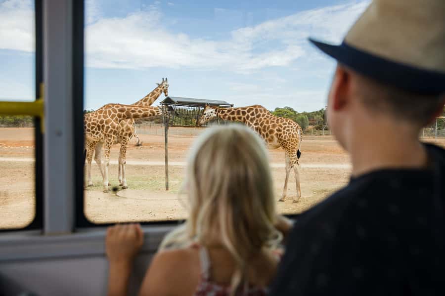 Monarto Safari Park: General Admission Tickets - Monarto Safari Park in One Day: What the $38 Ticket Really Buys