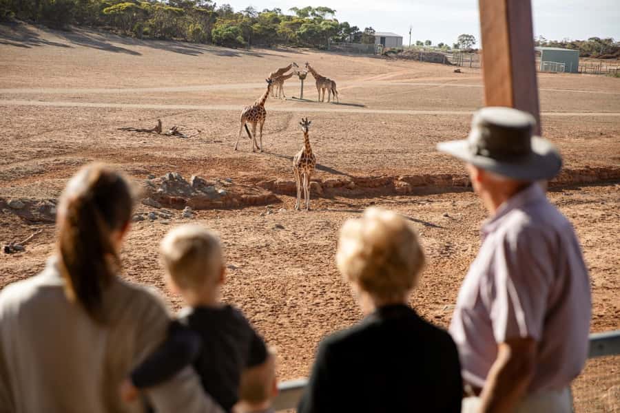 Monarto Safari Park: General Admission Tickets - Open Plains, Bigger Spaces: What the Animals’ Homes Look Like Here