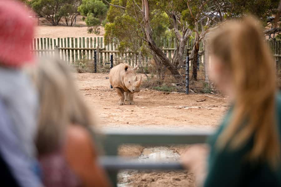 Monarto Safari Park: General Admission Tickets - Timing Your Day: Opening Hours, Last Entry, and Avoiding a Rush