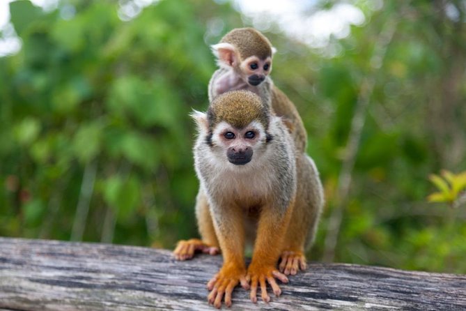 Monkeyland and Plantation Safari from La Romana - Key Things to Know Before You Go