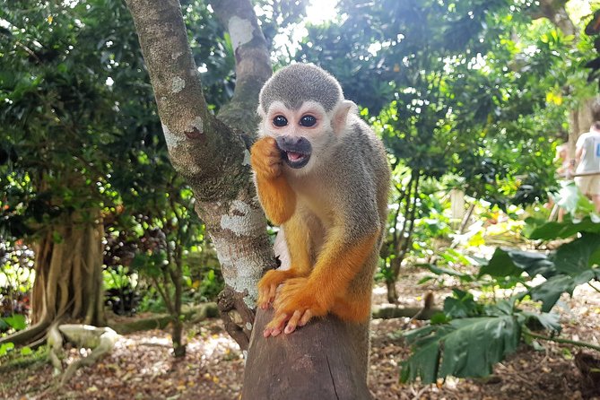 Monkeyland and Plantation Safari from La Romana - Timing and Pacing: 5 to 6 Hours, One Main Focus