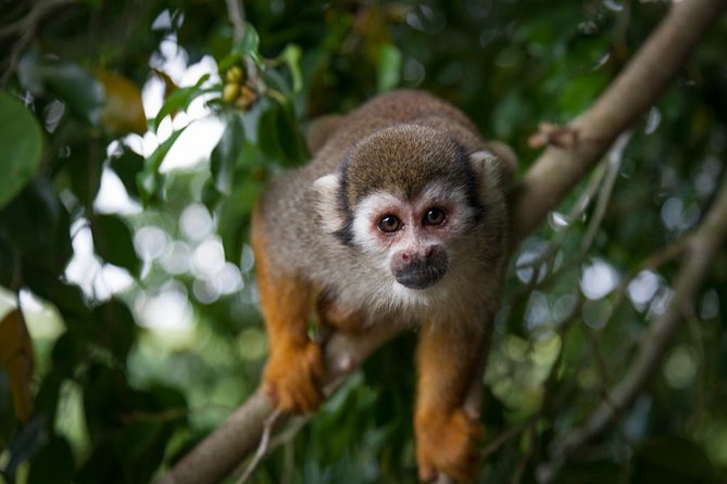 Monkeyland and Plantation Safari Tour from Punta Cana - From Punta Cana to Monkeyland: pickup, drive time, and how to manage it