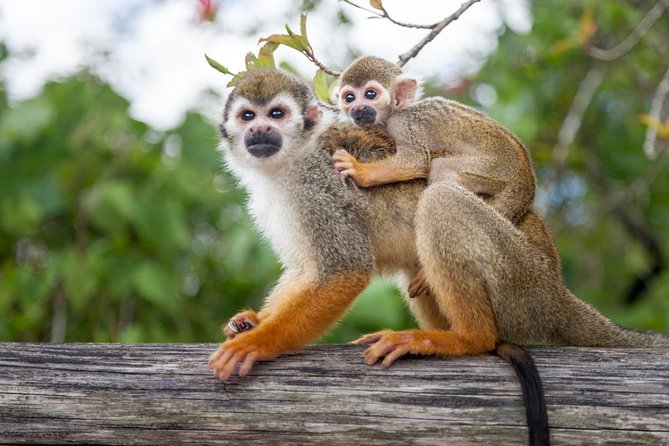 Monkeyland and Plantation Safari Tour from Punta Cana - The plantation portion at Runners Adventures: coffee, cacao, vanilla, and cinnamon