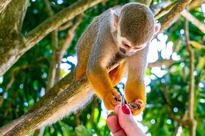 Monkeyland & Plantation Safari Full Day from Juan Dolio - Runners Adventures farm home: cinnamon, cacao, coffee, vanilla lessons