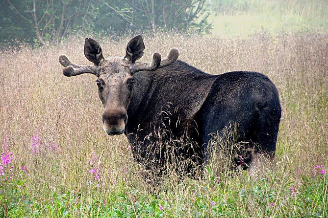 Moose Safari Bodo, Norway, Meet the Largest Land Animal in Europe - Key Things You Should Know Before You Go