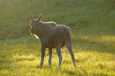 Moose Safari Bodo, Norway, Meet the Largest Land Animal in Europe - The Meeting Point, Ride Style, and Small-Group Feel