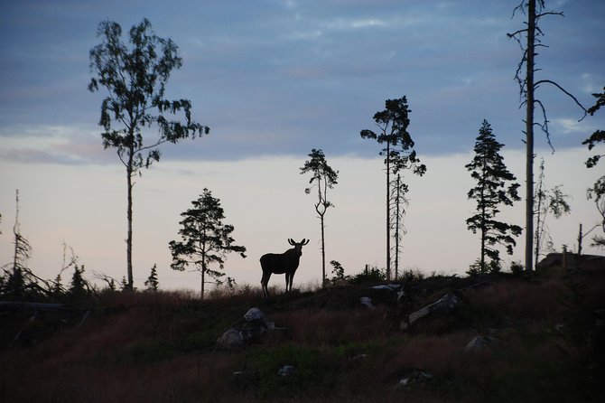 Moose safari in the wild Sweden Tiveden - Key highlights you’ll feel right away