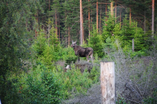 Moose safari in the wild Sweden Tiveden - Price and value: what $134.45 covers in a 6-hour guided evening