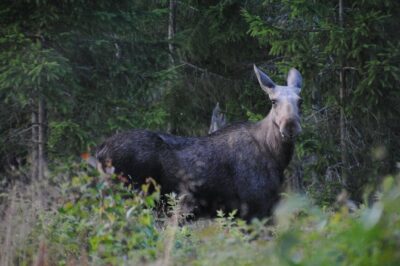 Moose safari in the wild Sweden Tiveden - The evening flow: campfire dinner, moose tracks, then the minivan safari