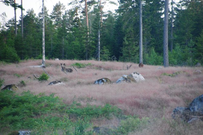 Moose safari in the wild Sweden Tiveden - What to pack for Tiveden’s wet woods walk