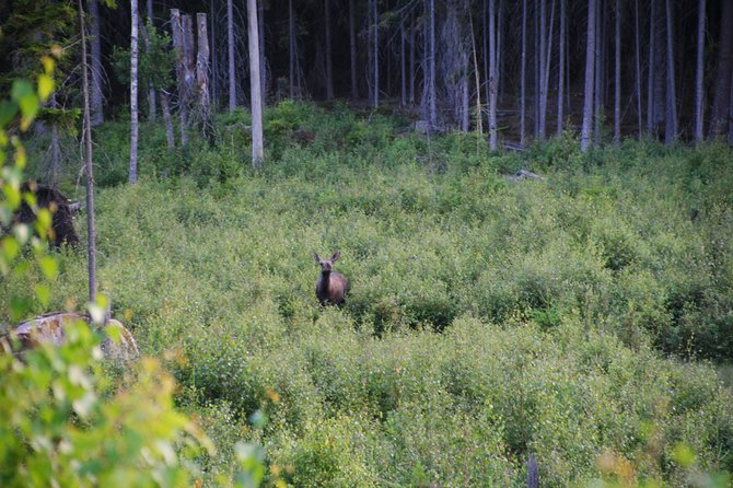 Moose safari in the wild Sweden Tiveden - Who this moose safari is best for (and who might want to think twice)
