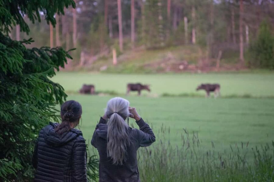 Moose safari with campfire dinner from Helsinki - Key Points I’d Prioritize
