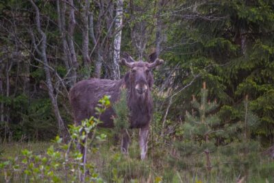 Moose safari with campfire dinner from Helsinki - Campfire Stop First: Berry Juice, Finnish Snacks, and Animal Stories