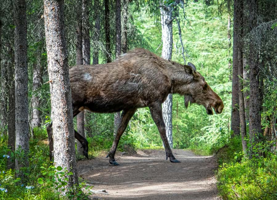 Moose safari with campfire dinner from Helsinki - Who Should Book This Moose Safari (and Who Should Skip It)