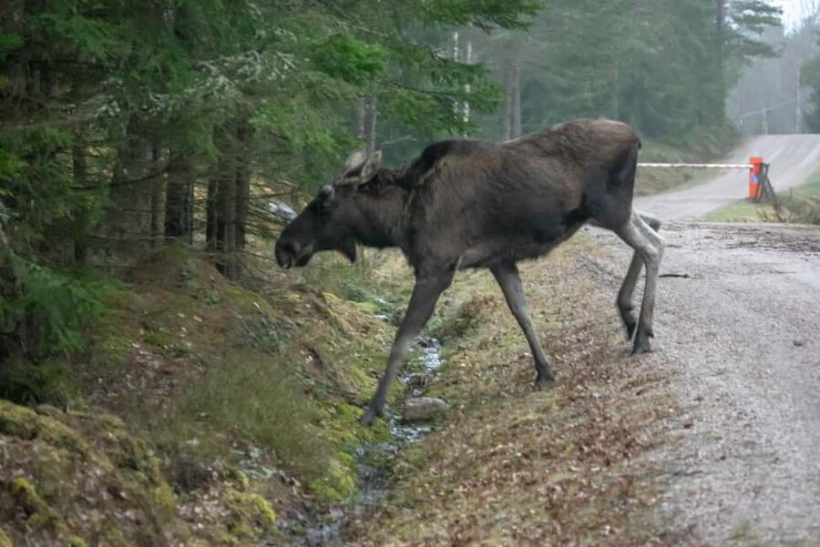 Moose safari with campfire dinner from Helsinki - Should You Book This Moose Safari From Helsinki?