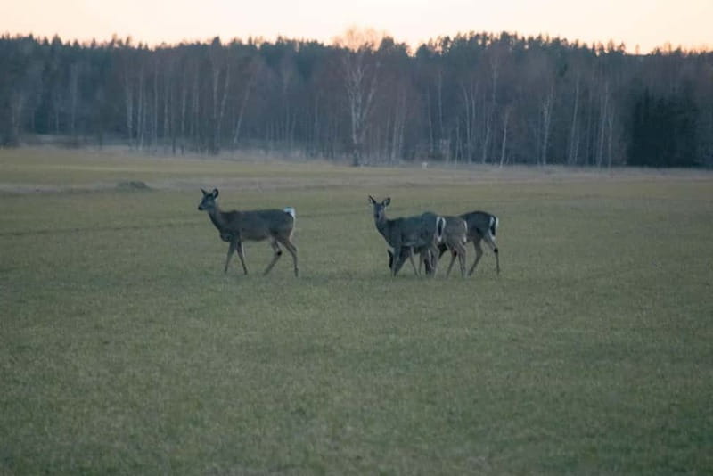 Moose safari with campfire dinner from Helsinki - FAQ