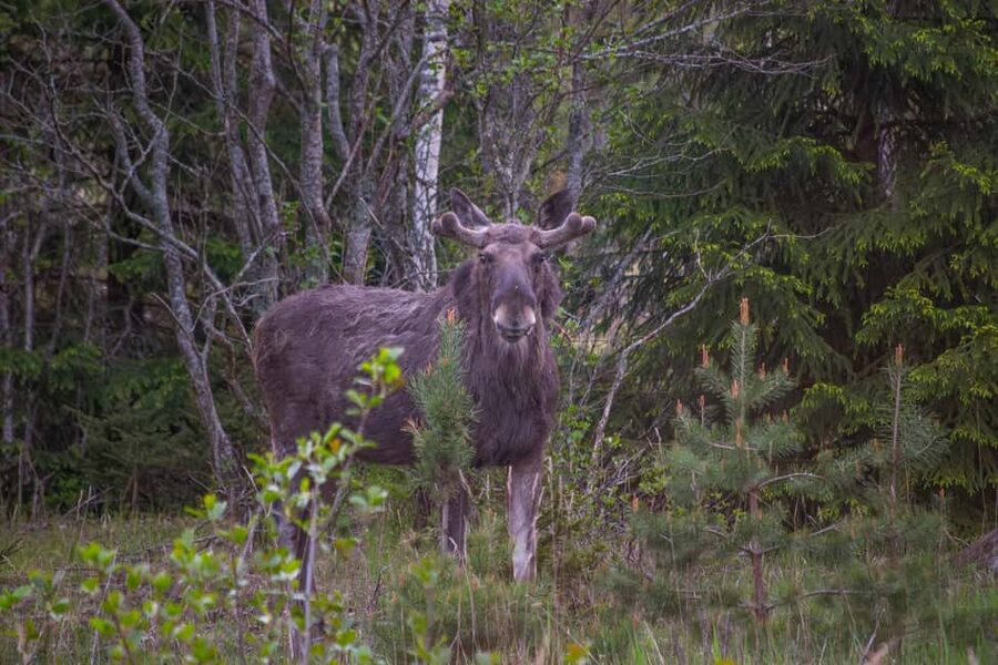 Moose safari with campfire dinner from Helsinki - Campfire Stop First: Berry Juice, Finnish Snacks, and Animal Stories