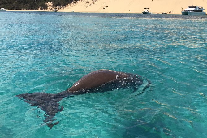 Moreton Island Eco Marine Safari Cruise and Snorkel - Moreton Island eco safari: what you’re really buying for $142.73