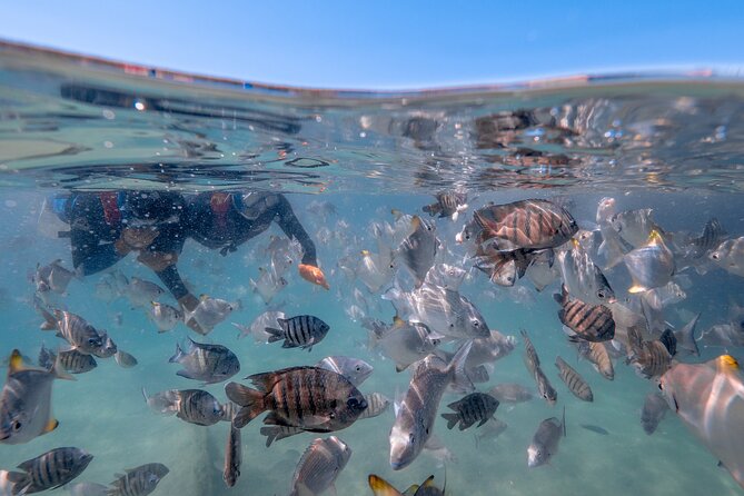 Moreton Island Eco Marine Safari Cruise and Snorkel - Food that actually fuels a long day