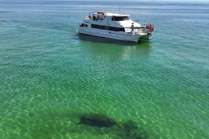 Moreton Island Eco Marine Safari Cruise and Snorkel - Eco marine safari: the lookout work and the storytelling