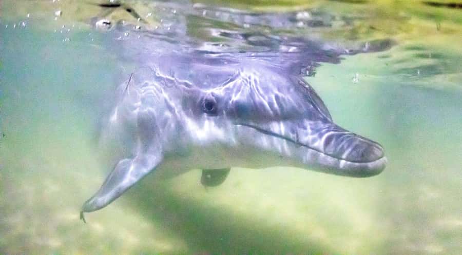 Moreton Island: Tangalooma Desert Safari and Dolphin Feeding - Key highlights I’d plan around