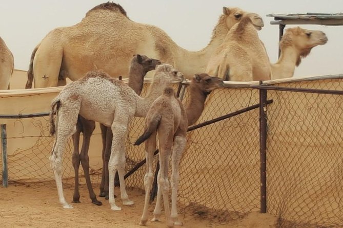 Morning Desert Safari with Camel Ride and Sandboarding - Private 4x4 Transport to Lahbab’s Red Sands