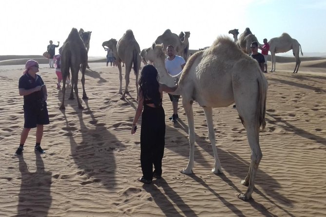Morning Safari by 4x4 from Dubai with Sand Boarding - Camel ride and sunset photo time before the return