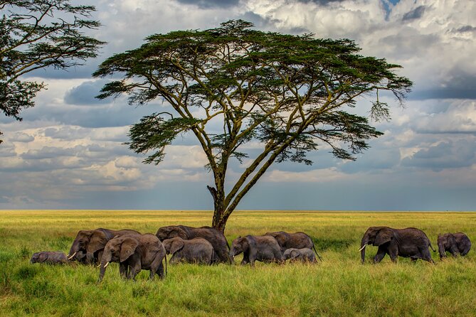 Multi-Day Camping Safari Experience in Arusha - Why the Ndutu calving window changes everything