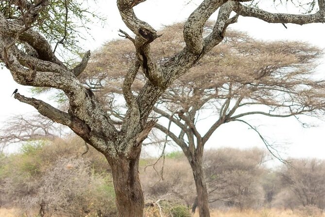 Multi-Day Camping Safari Experience in Arusha - Day 1 in Tarangire: elephants, baobabs, and dry-season water