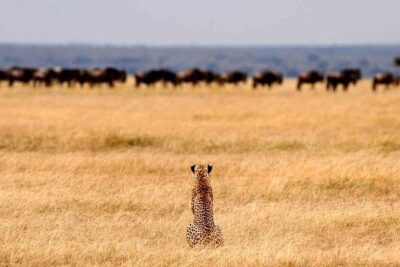 Multi-Day Camping Safari Experience in Arusha - Group size, pop-up roof jeeps, and the day-to-day safari rhythm