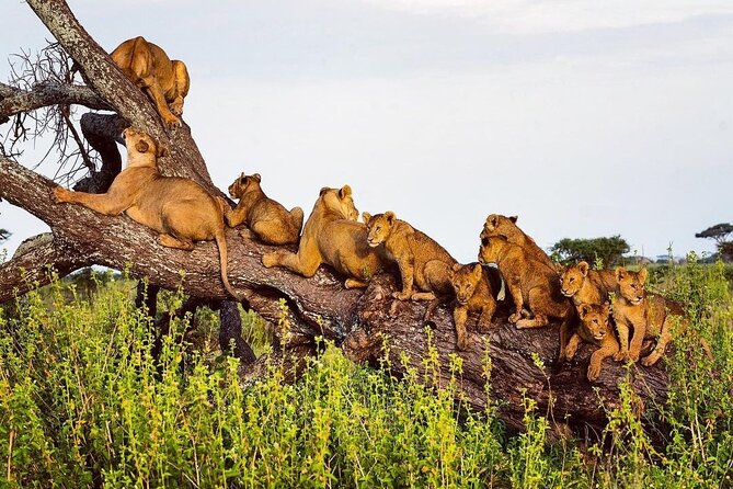 Multi-Day Camping Safari Experience in Arusha - Days 2–3 in Ndutu and Southern/Central Serengeti: the calving focus