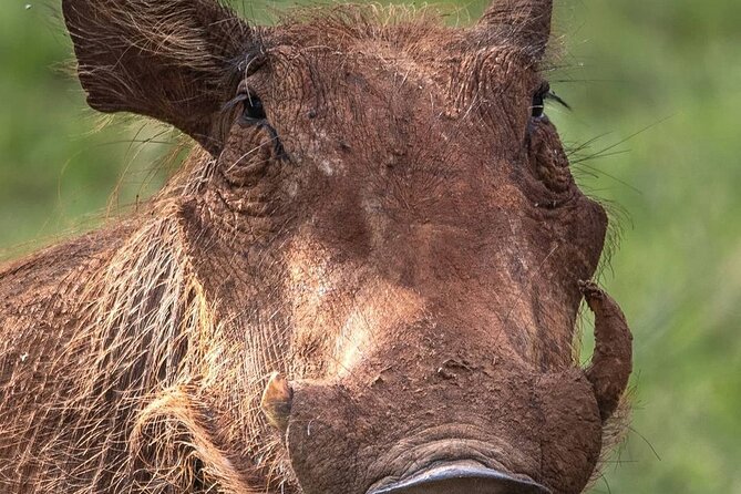 Multi-Day Camping Safari Experience in Arusha - Day 6 in Lake Manyara: birdlife and a Rift Valley finale