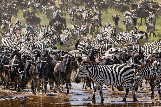 Multi-Day Camping Safari Experience in Arusha - Price and value: what $1,496 really covers (and what it doesn’t)