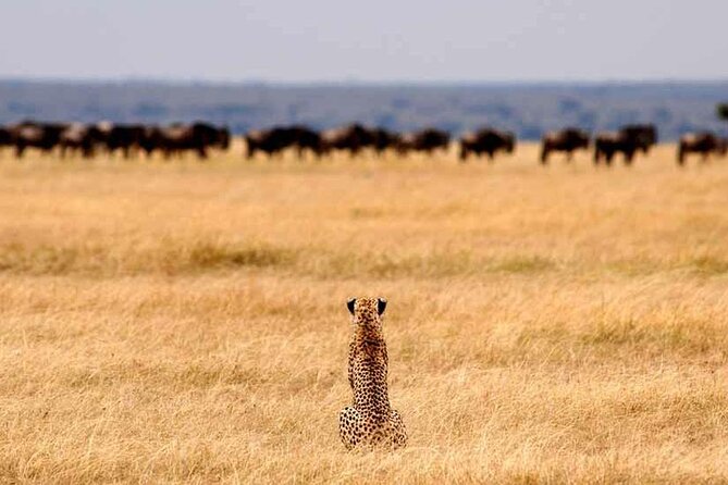 Multi-Day Camping Safari Experience in Arusha - Group size, pop-up roof jeeps, and the day-to-day safari rhythm