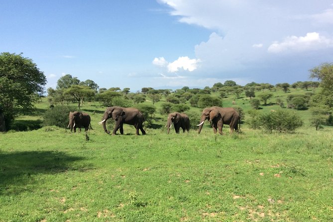 Multi-Day Tanzania Odssey Safari from Arusha - Northern Serengeti around the Mara River: crossings are the headline, luck is the fine print