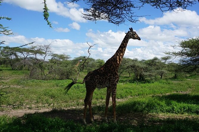 Multi-Day Tanzania Odssey Safari from Arusha - Lodging style: luxury lodge vs luxury tented camp
