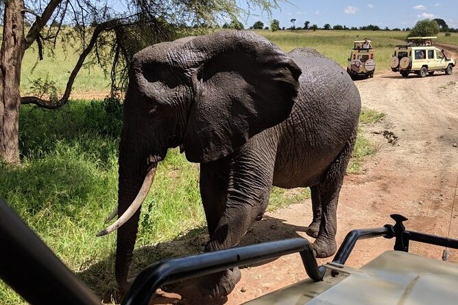Multi-Day Tanzania Odssey Safari from Arusha - Tarangire National Park: elephants, baobabs, and that dry-season water pulse
