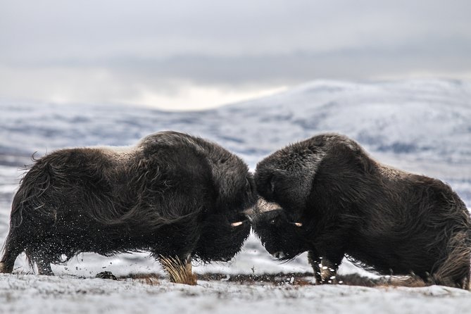 Musk ox Safari in Dovrefjell National Park, Oppdal Safari - Key highlights I’d circle first