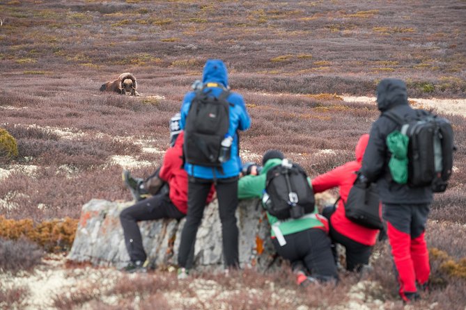 Musk ox Safari in Dovrefjell National Park, Oppdal Safari - Where you go and why Dovrefjell is the star