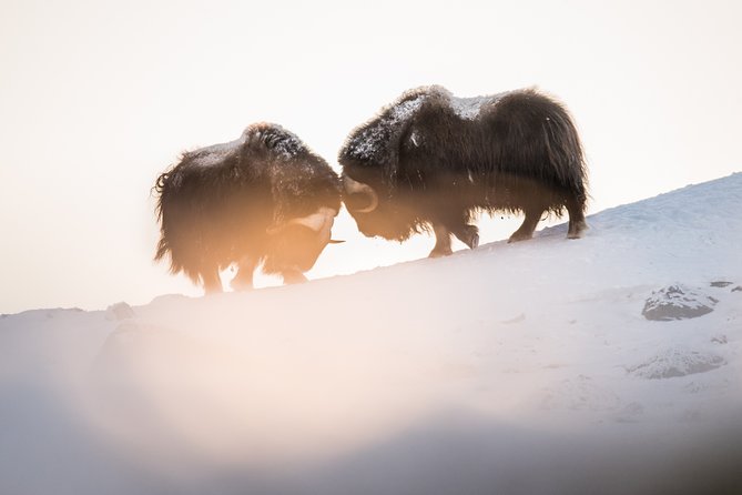 Musk ox Safari in Dovrefjell National Park, Oppdal Safari - The guide is the point, not just the bonus