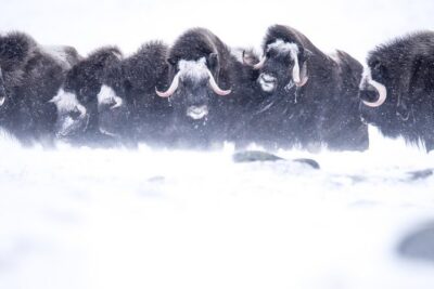 Musk ox Safari in Dovrefjell National Park, Oppdal Safari - The hike plan: how the day actually feels