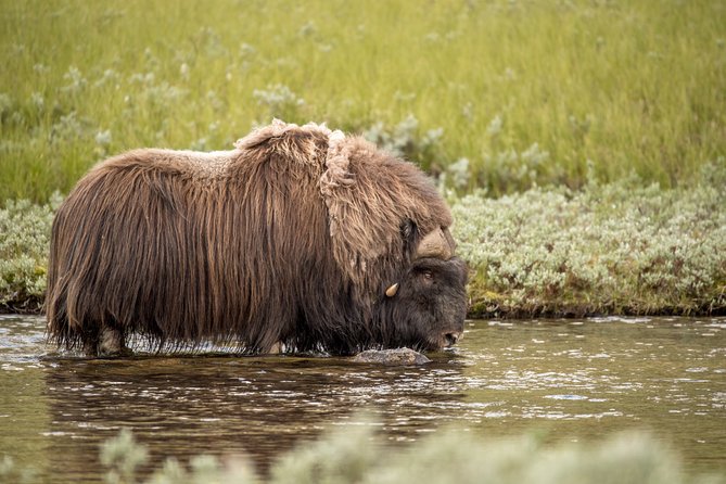 Musk ox Safari in Dovrefjell National Park, Oppdal Safari - Spotting musk ox: distance, patience, and better photos