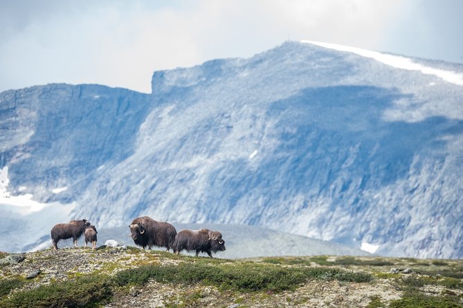 Musk ox Safari in Dovrefjell National Park, Oppdal Safari - Timing and group size: why 7 hours works