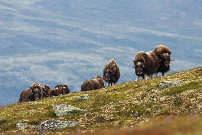 Muskox Safari from Hjerkinn | Dovre & Lesja Aktiv - Quick Takes: What Makes This Muskox Safari Work