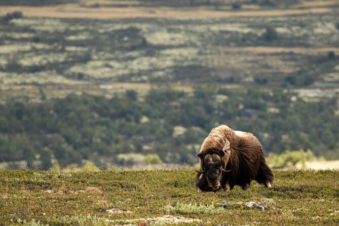 Muskox Safari from Hjerkinn | Dovre & Lesja Aktiv - The Hike Itself: Distances, Timing, and Mountain Pace